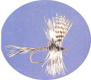 Gray Quill