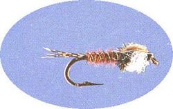 Chans Chironomid