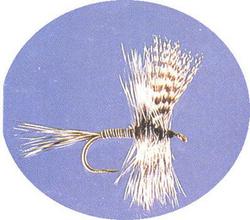 Gray Quill